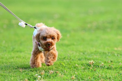 楽しそうに散歩する犬