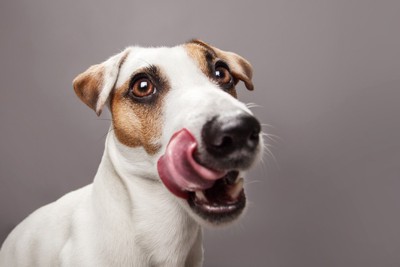 口の周りを舐める犬