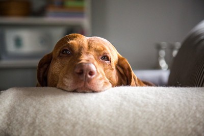 リラックスしている犬