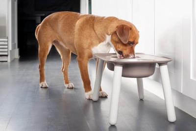 食事をとる犬