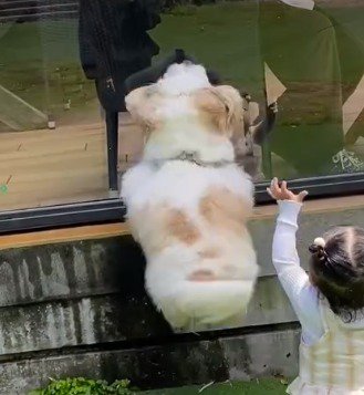 男性に向かってジャンプする犬