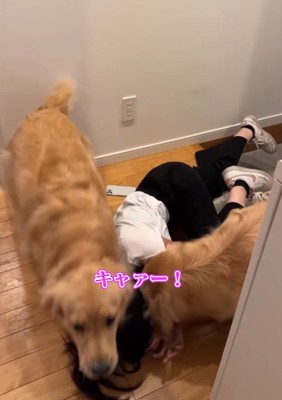 馬乗りになる犬たち