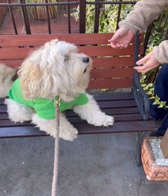 後ずさりする犬