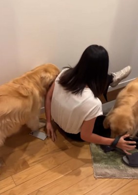 女性に駆け寄る犬