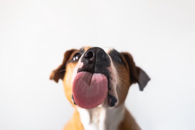なにかを舐めている犬