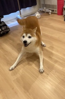 フェス継続の甚八くん