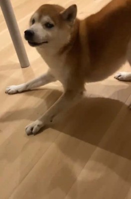 柴犬の甚八くん