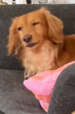 控えめになるしまちゃん