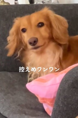 控えめなしまちゃん