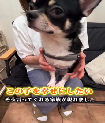 犬のアップ