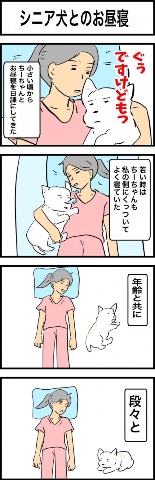 ちーちゃんですけどもっ【第331話】 1