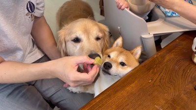 おやつまで…♡