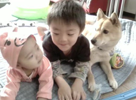 柴犬のエミーちゃん