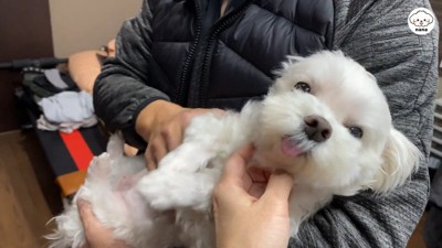 ナナくんとパパさんの再会6