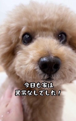 「自宅警備は異常なしだよ!」