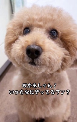 「ママはいつも何してるの?」