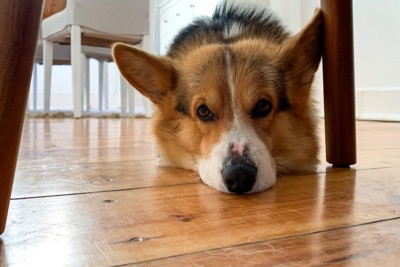 床に伏せたコーギーの顔