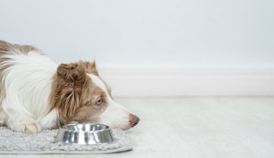空の食器と伏せる犬