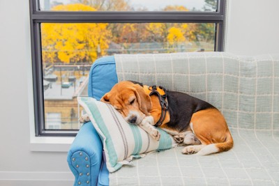 黄色い紅葉、ソファーに横たわる犬