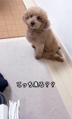 こっちに来る?