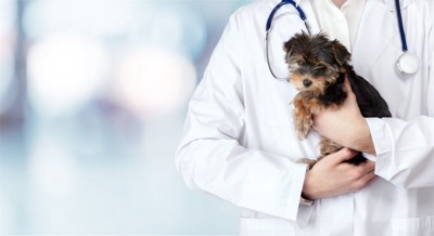 子犬を抱っこする獣医師