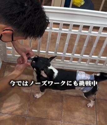 横を向く犬