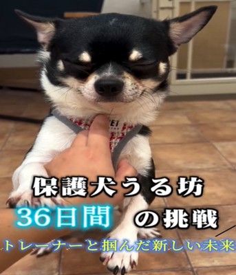 目を閉じた犬