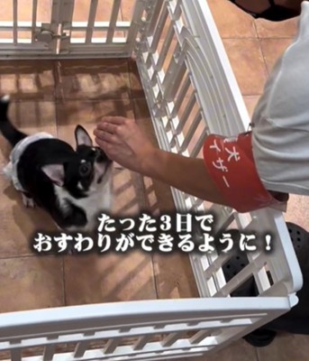 おすわりをする犬1