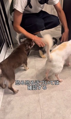 お兄ちゃんの帰りを待つこげまる君9