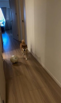 お姉ちゃん帰宅時のけいちゃん