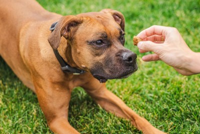 おやつでトレーニング