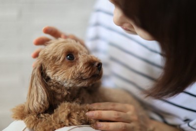 見つめ合う女性と子犬