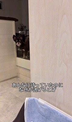 お兄ちゃんの帰りを待つこげまる君7