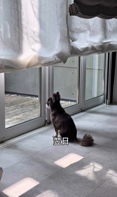 お兄ちゃんの帰りを待つこげまる君4