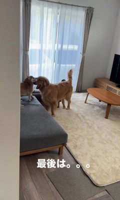「僕は悪くない!」