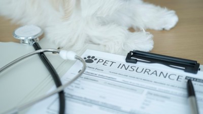 犬の問診票