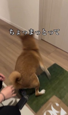 お姉ちゃん帰宅時のけいちゃん4