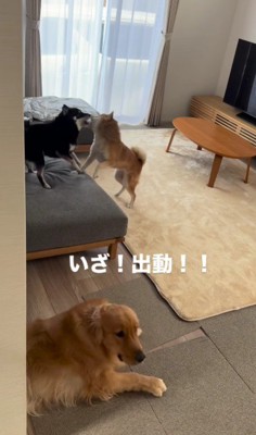 柴犬の喧嘩が勃発!!