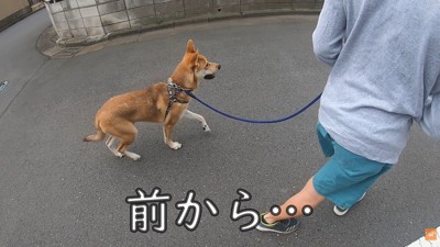 散歩中にお母さんに会った時のワンジローくん4