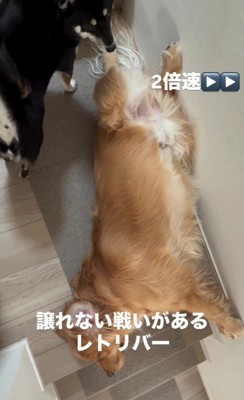 昼寝場所だけは譲れない!!