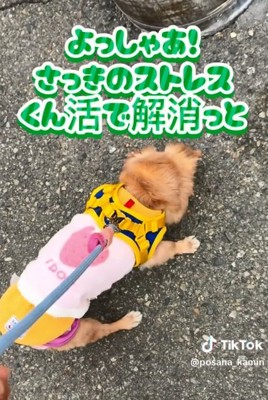 クン活するぽちこちゃん