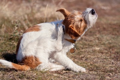 頭を掻いている犬