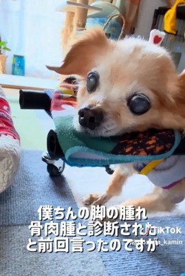 骨肉腫と診断されたぽちこちゃん