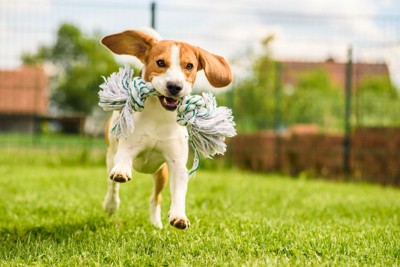遊びまわる犬