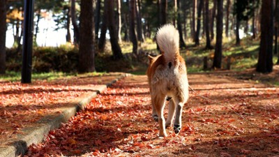 遊歩道を散歩する犬