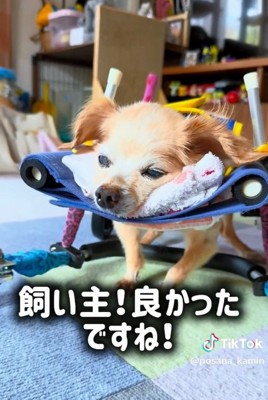 穏やかなぽちこちゃん