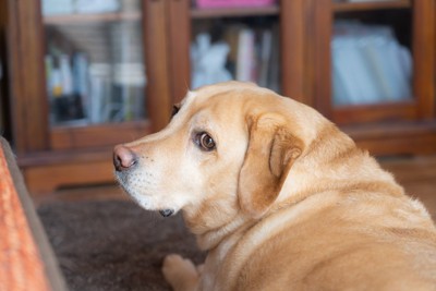 落ち着いた表情の犬