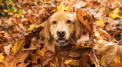 落ち葉に埋もれる大型犬