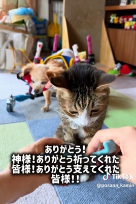 感謝する飼い主さん