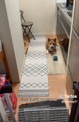 投稿主さんを見るくぅちゃん